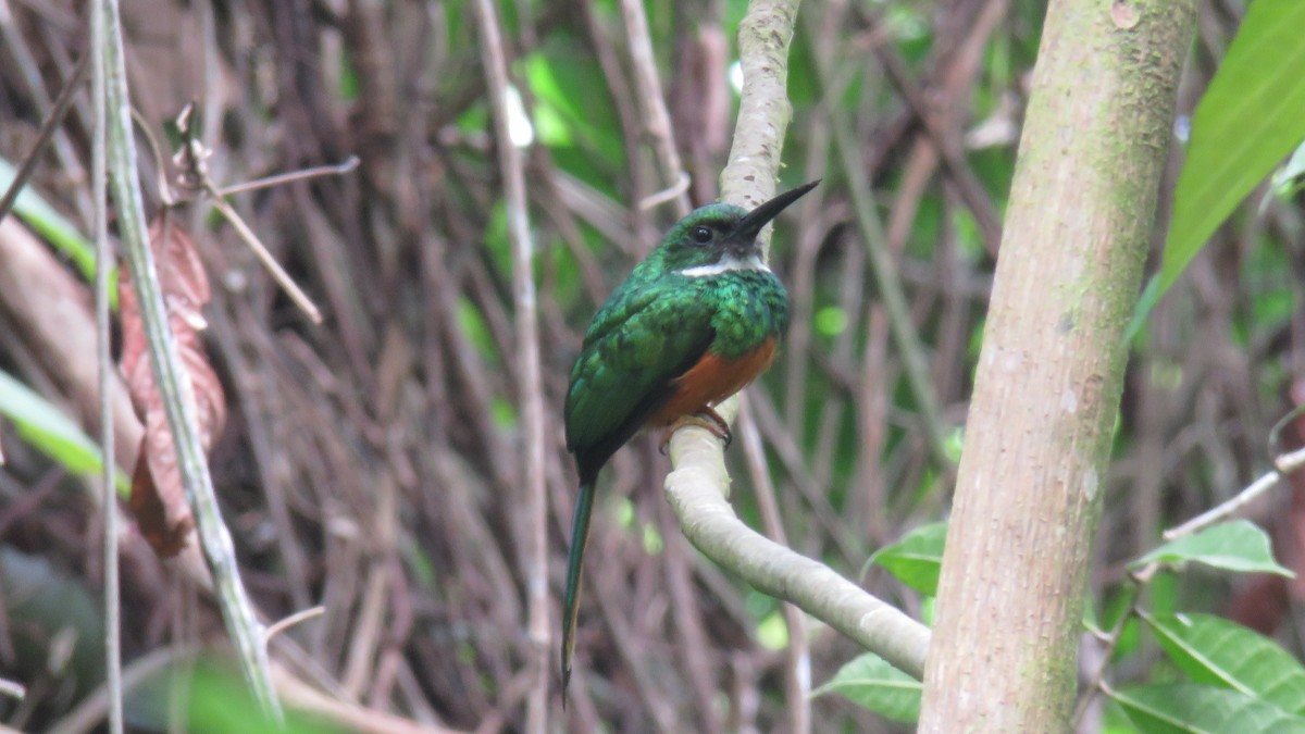 Rufous-tailed Jacamar - ML342106221