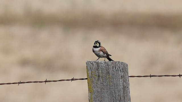 Horned Lark - ML342107291