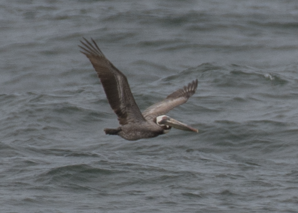 Brown Pelican - ML342109191