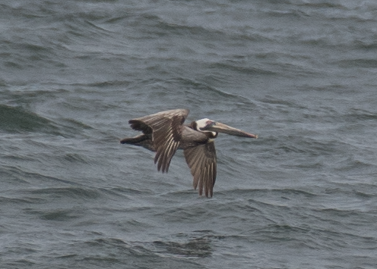 Brown Pelican - ML342109541