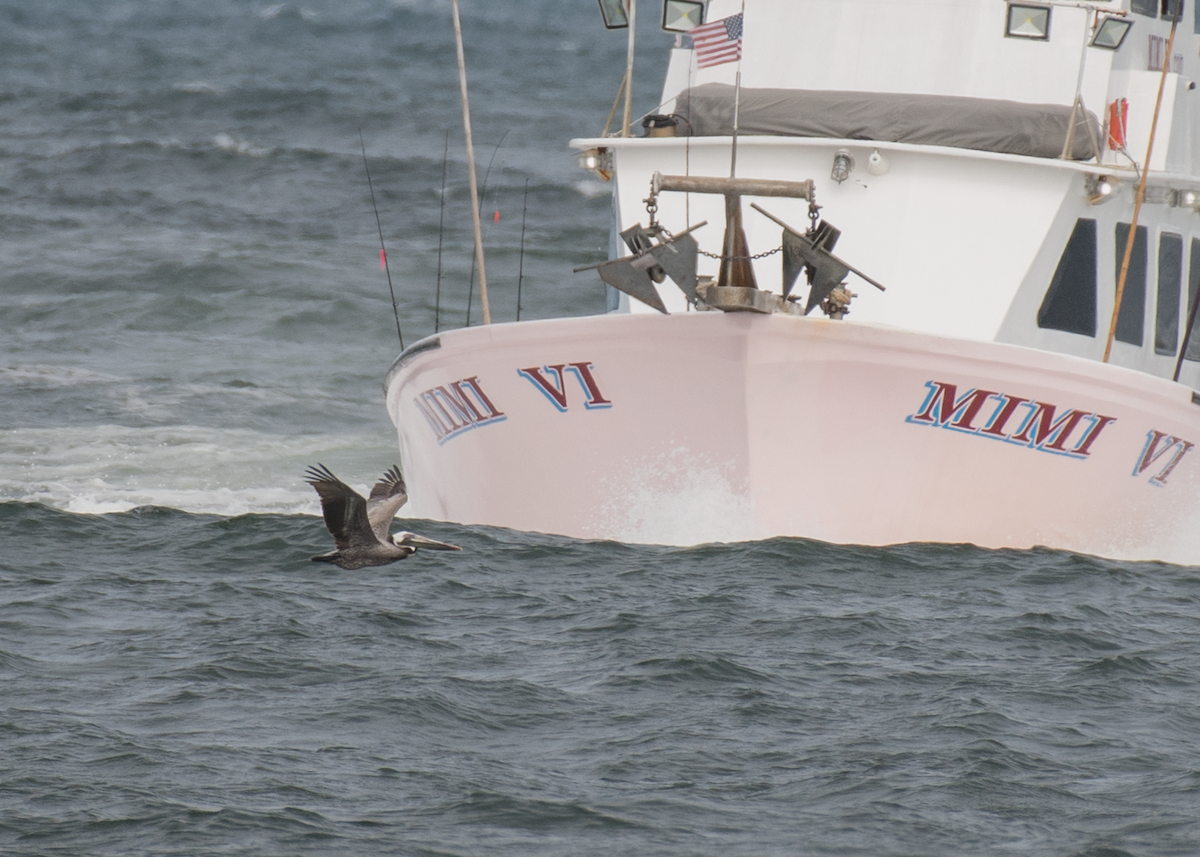 Brown Pelican - ML342109551