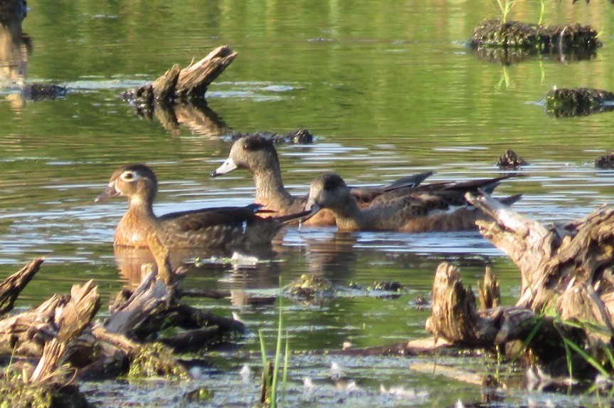 American Wigeon - ML34211041