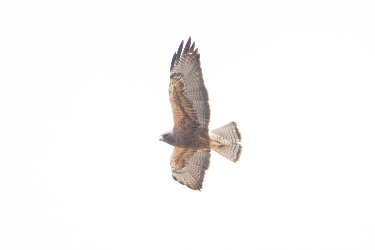 Swainson's Hawk - ML342110411