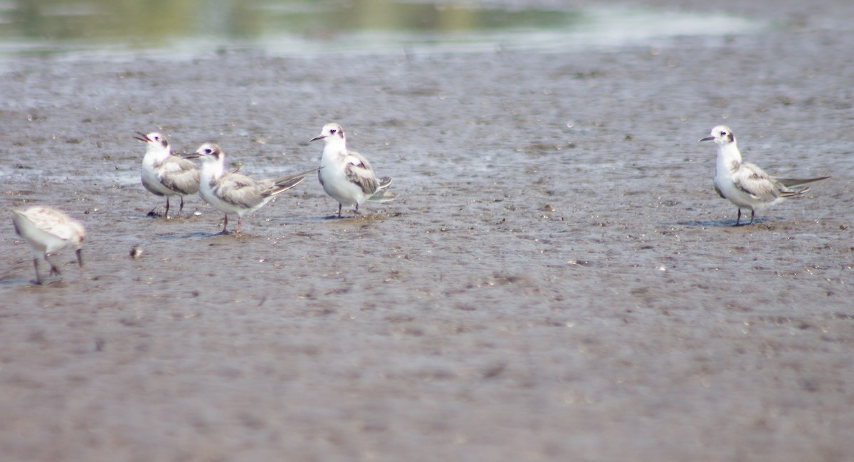 Sandwich Tern - ML342111531