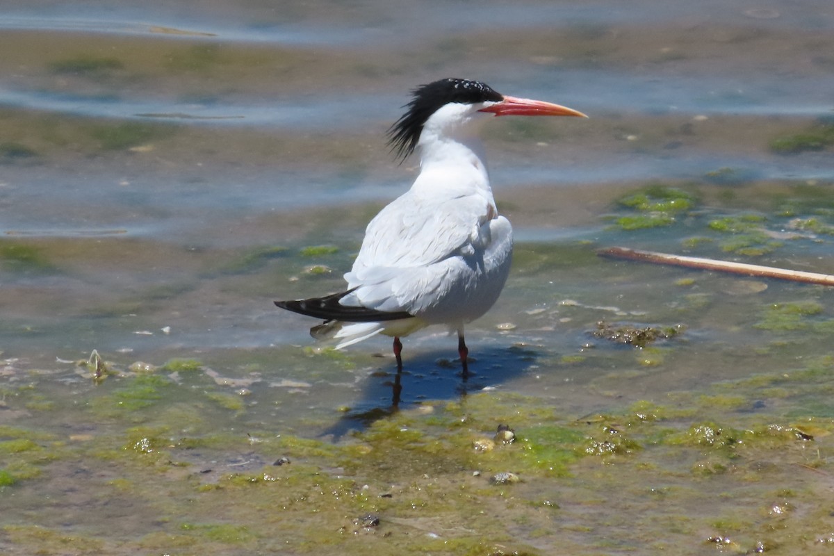 Elegant Tern - ML342112151