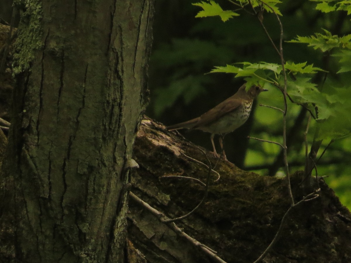 Swainson's Thrush - ML342115921