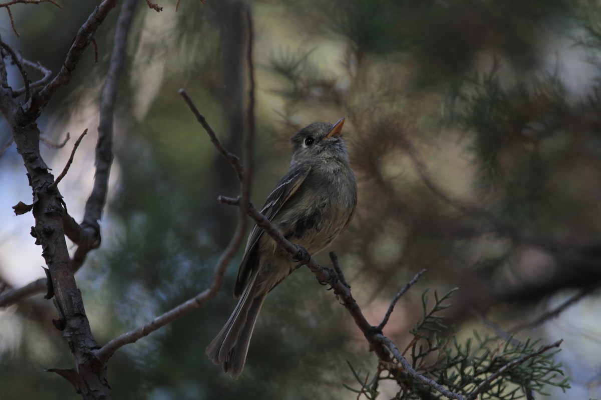Pine Flycatcher - ML342116331