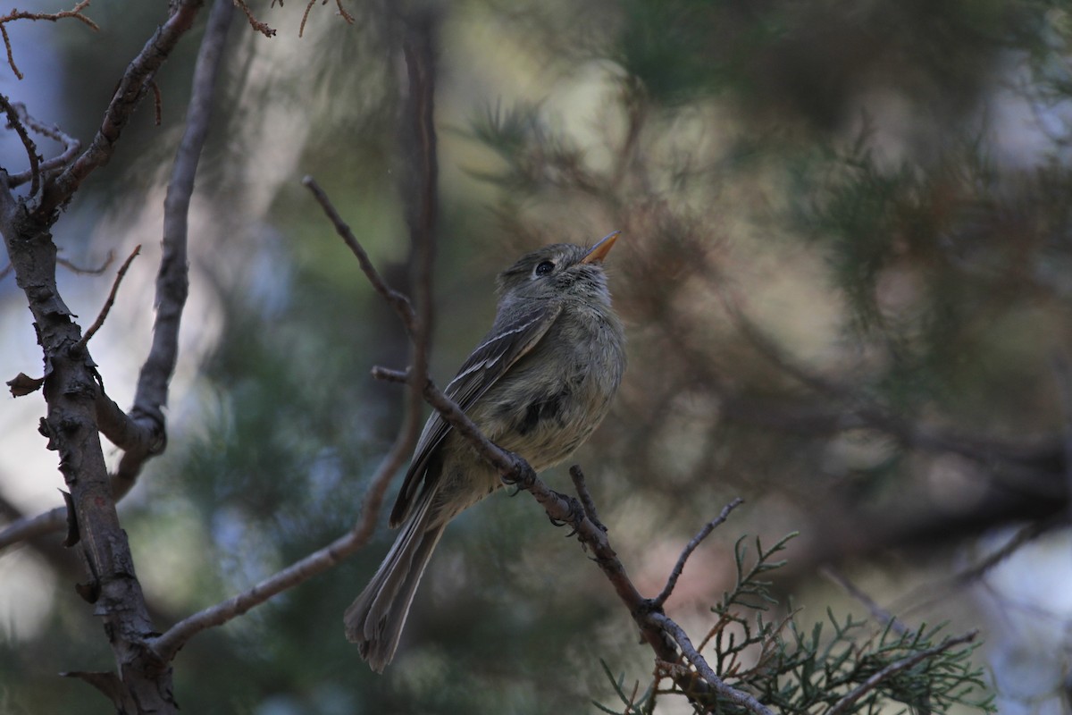 Pine Flycatcher - ML342116361