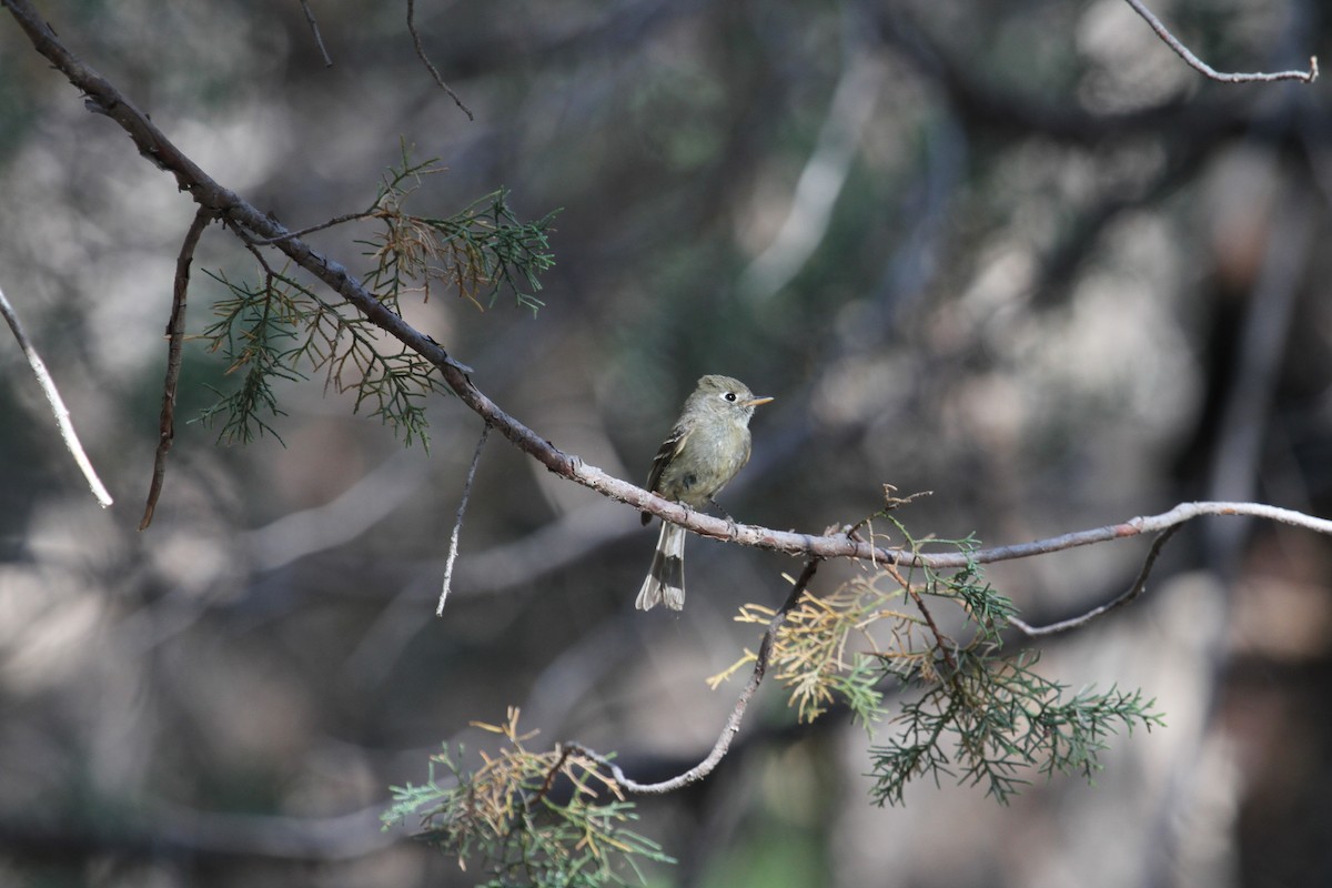 Pine Flycatcher - ML342116371