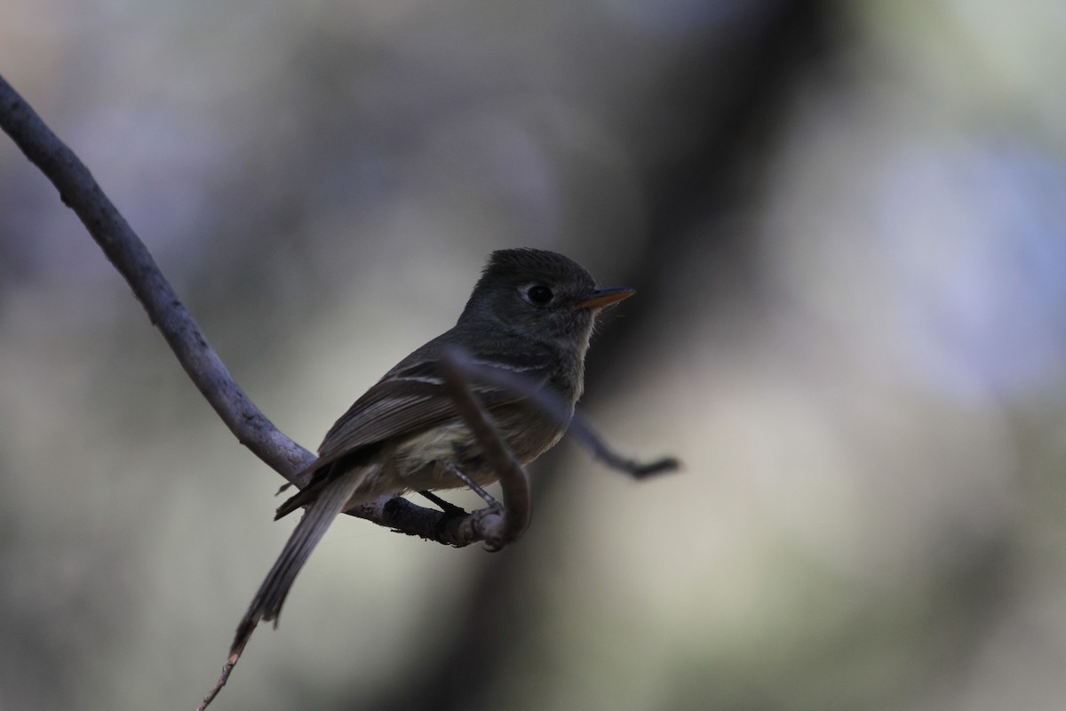 Pine Flycatcher - ML342116481