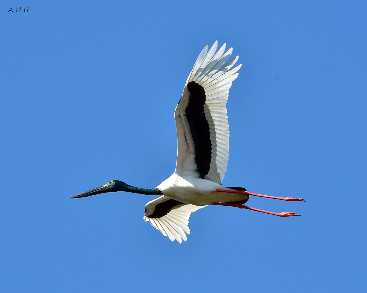 Black-necked Stork - A H H .