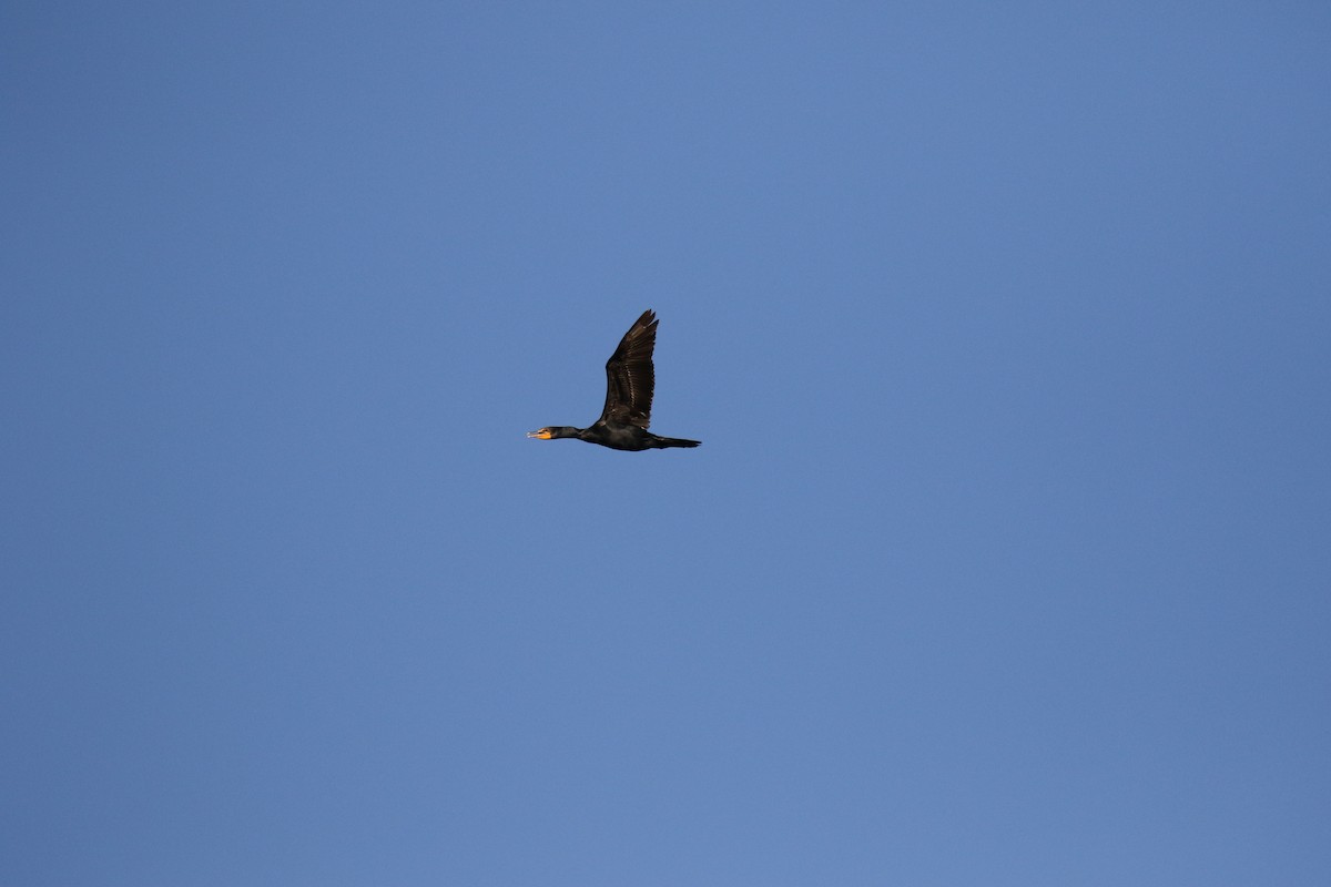 Double-crested Cormorant - ML34211741