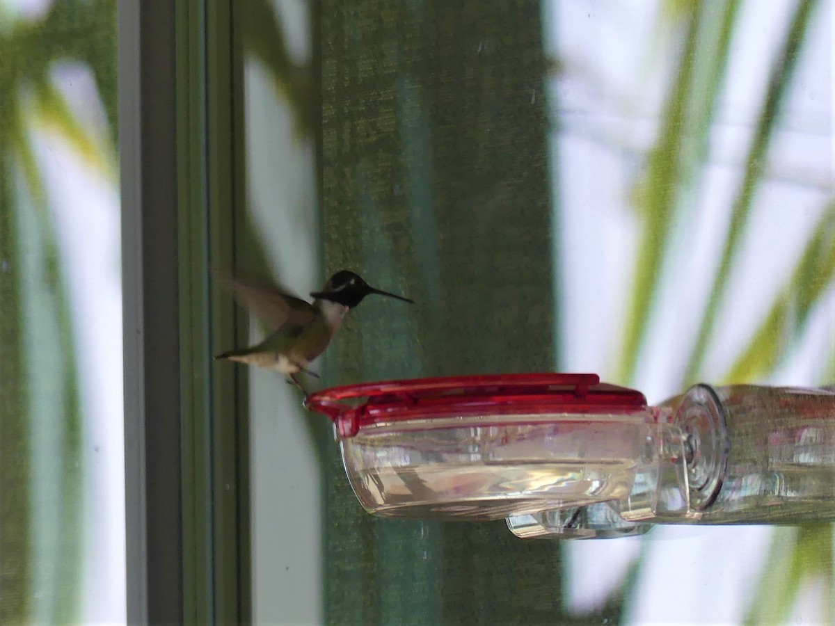 Costa's Hummingbird - ML342118161