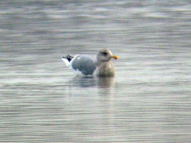 Iceland Gull (Thayer's) - ML34211941