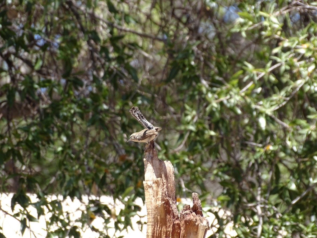 Bewick's Wren - ML342122361