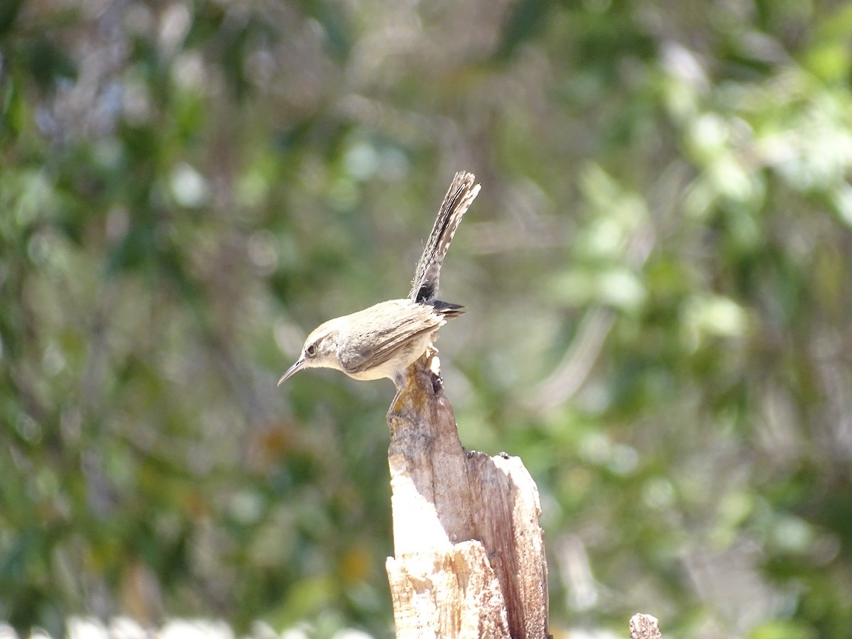 Bewick's Wren - ML342122791