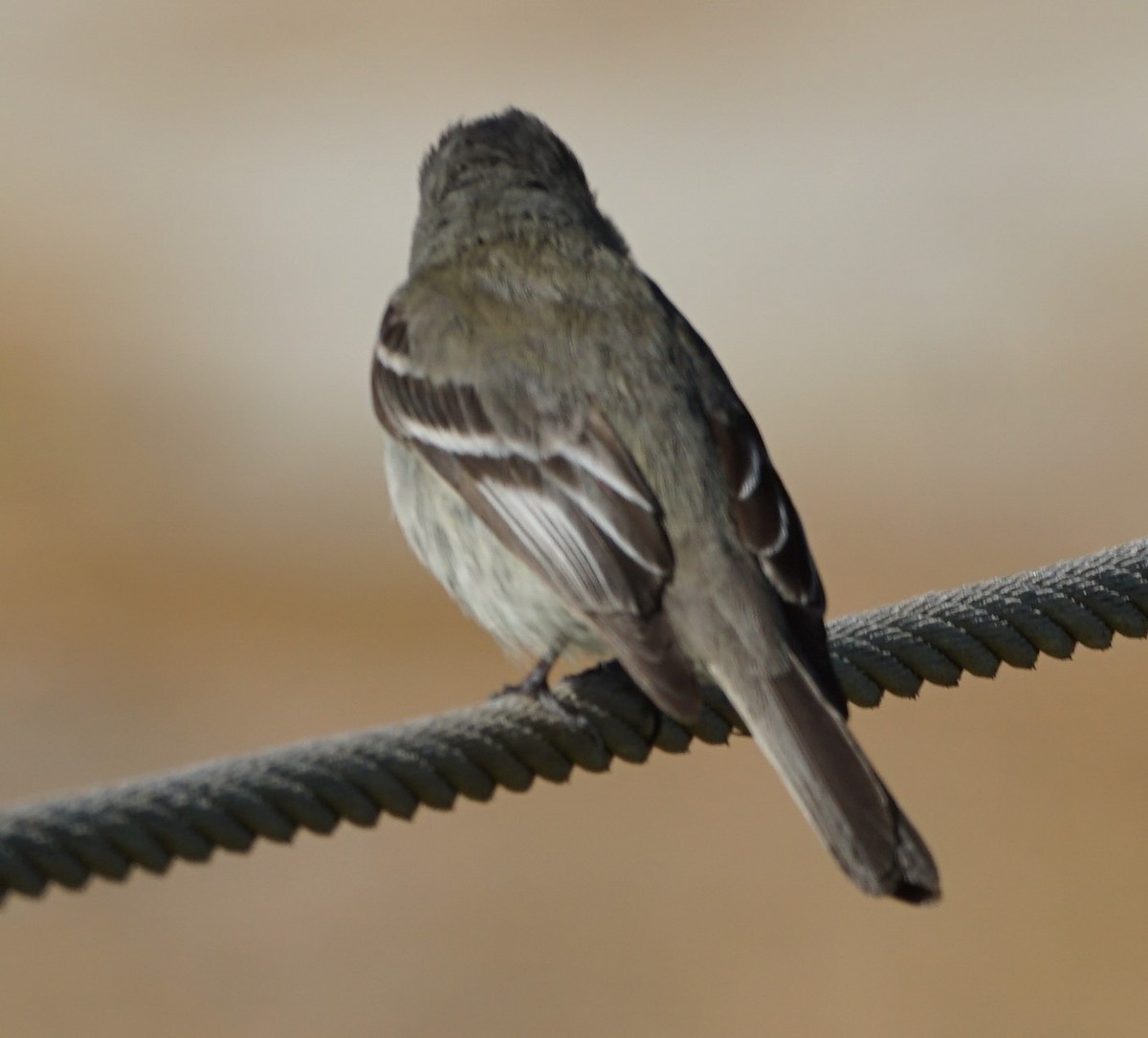 Gray Flycatcher - ML342124281