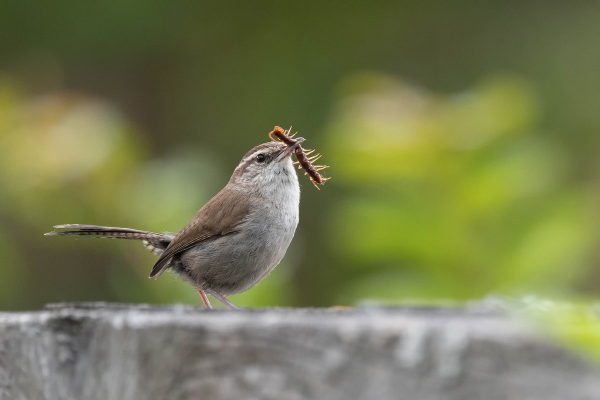 Bewick's Wren - Carl Bergstrom