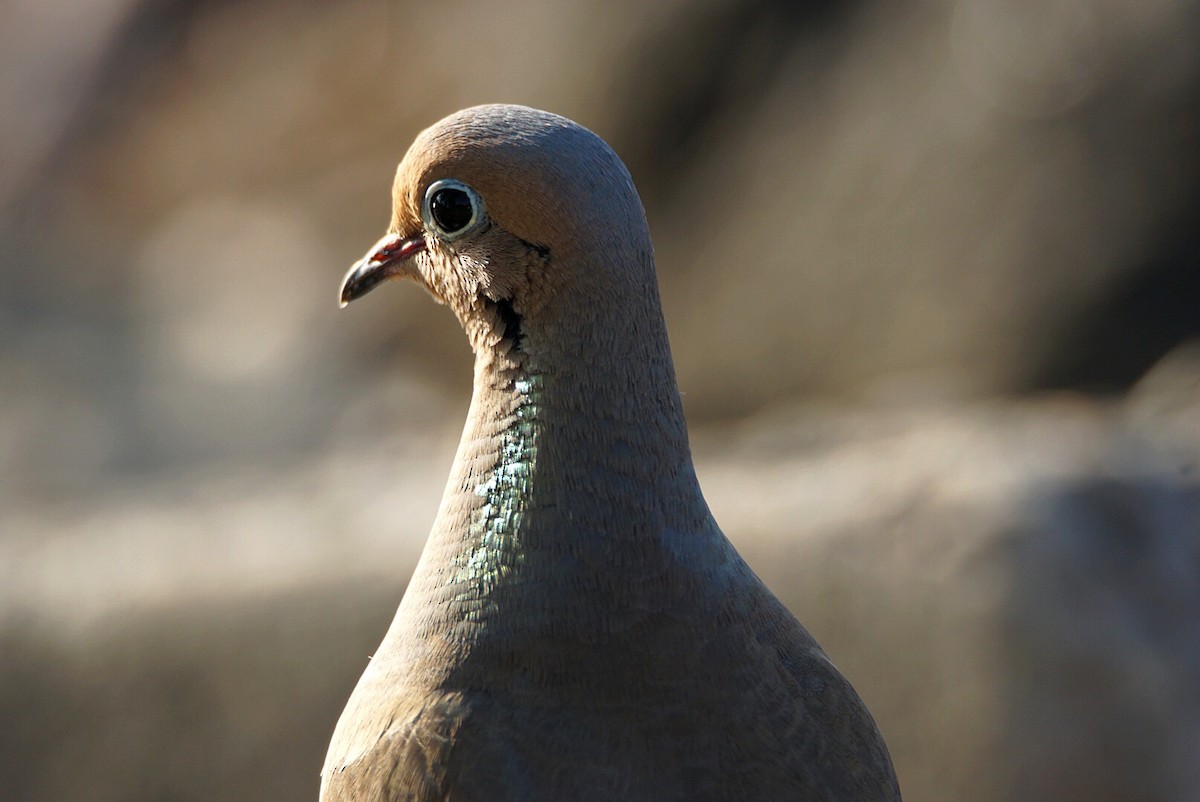 Mourning Dove - Steven  Thompson