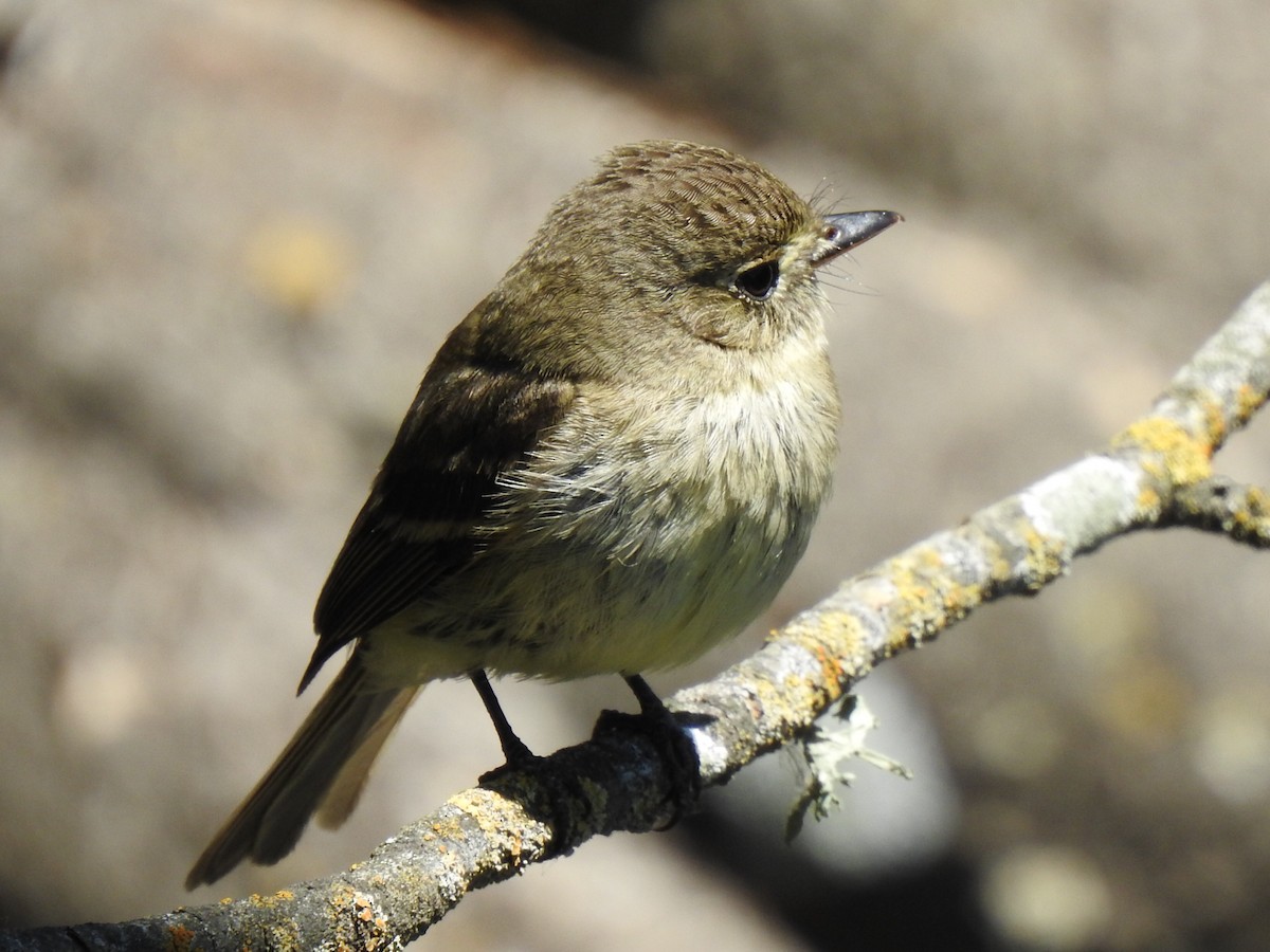 Western Flycatcher (Pacific-slope) - Randy Wardle