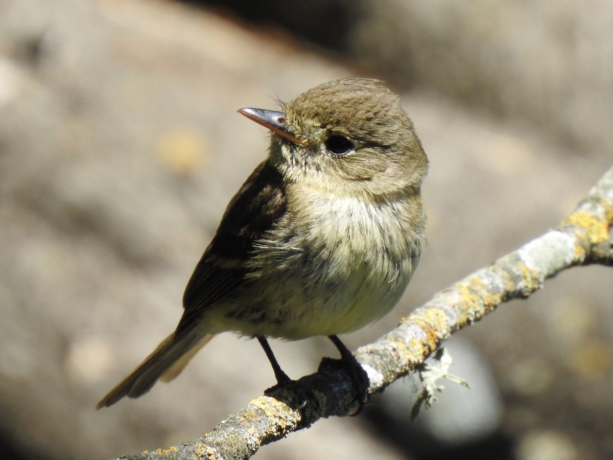 Western Flycatcher (Pacific-slope) - Randy Wardle