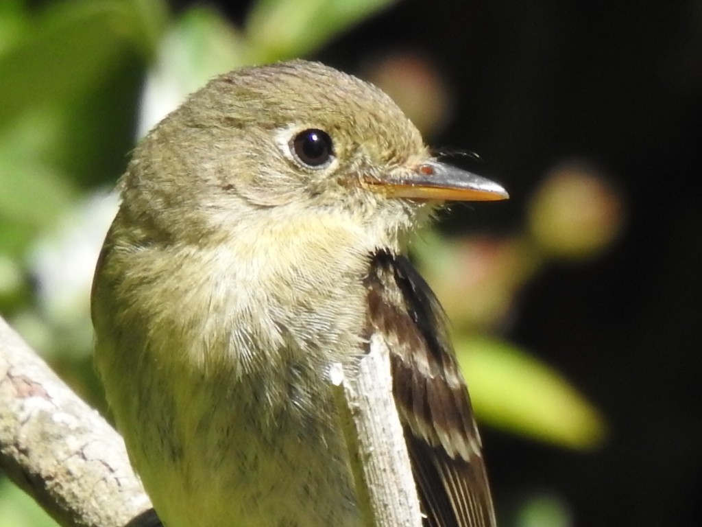 Western Flycatcher (Pacific-slope) - Randy Wardle