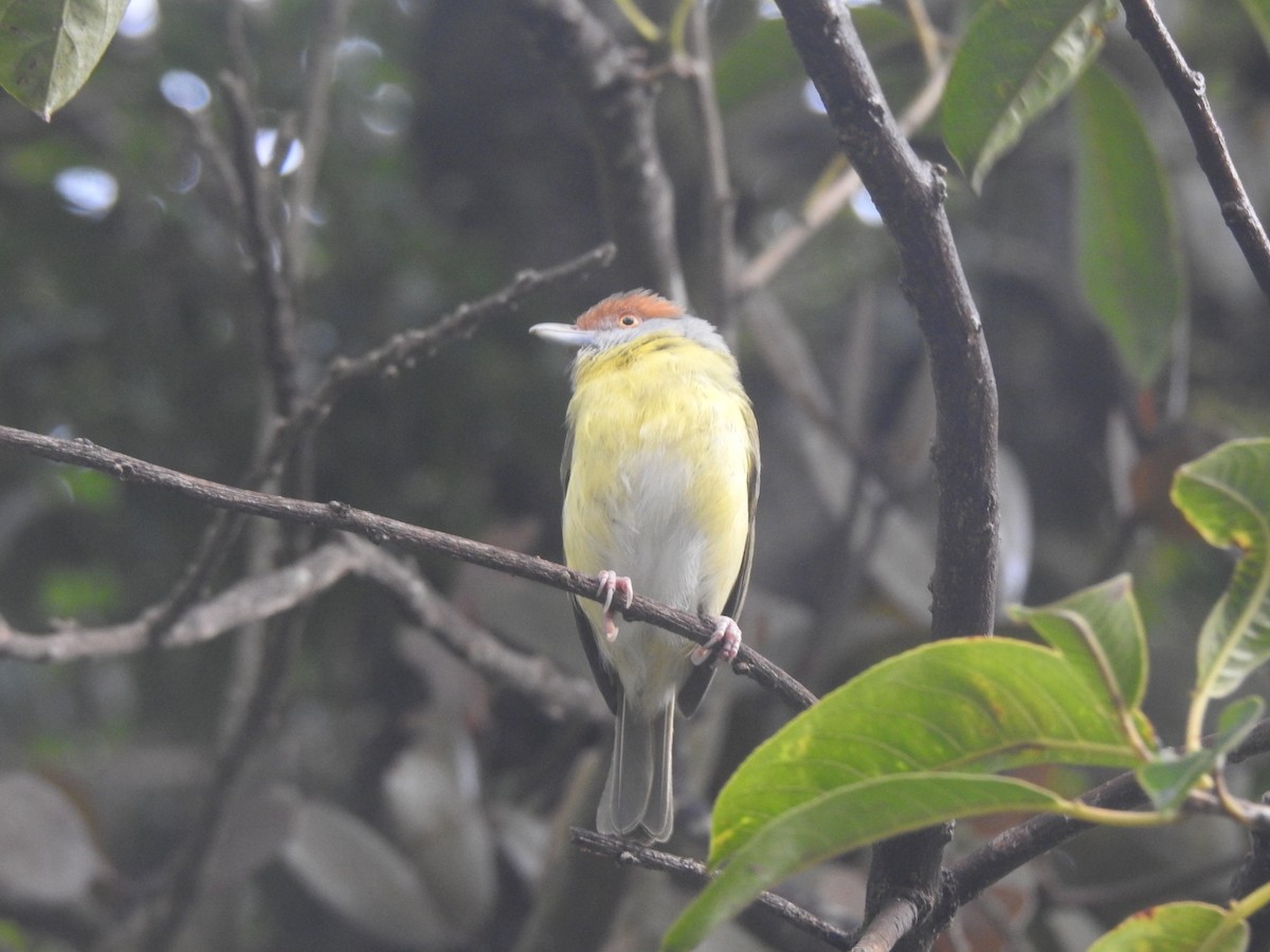 Rufous-browed Peppershrike - Gustavo Rojas