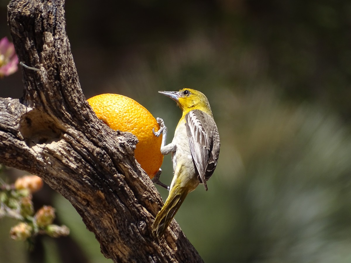 Bullock's Oriole - ML342129291