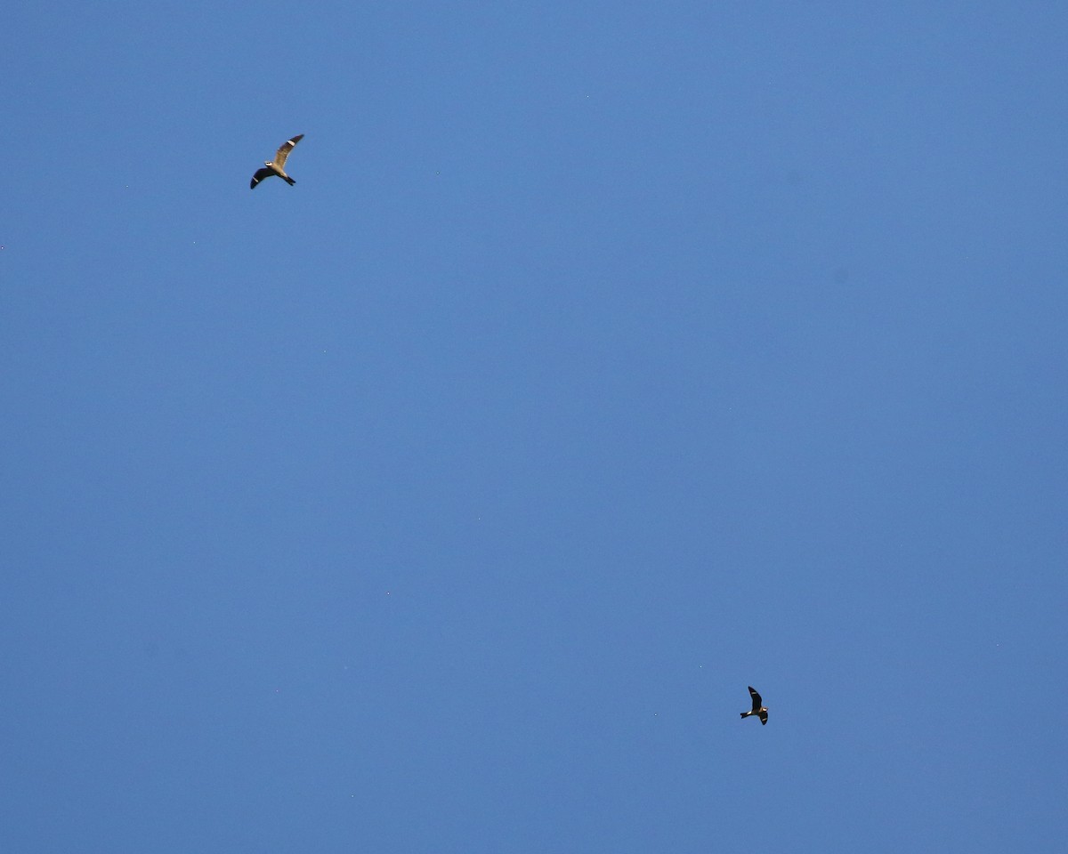 Common Nighthawk - Bruce Robinson