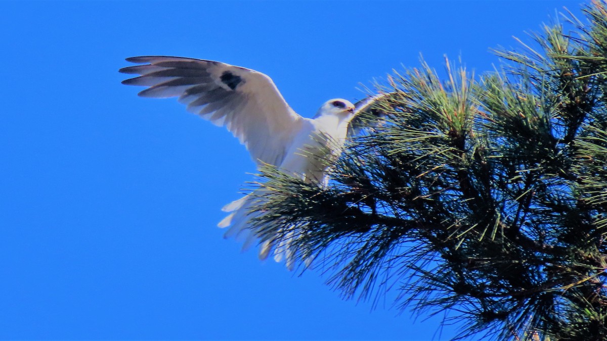 White-tailed Kite - Andy N