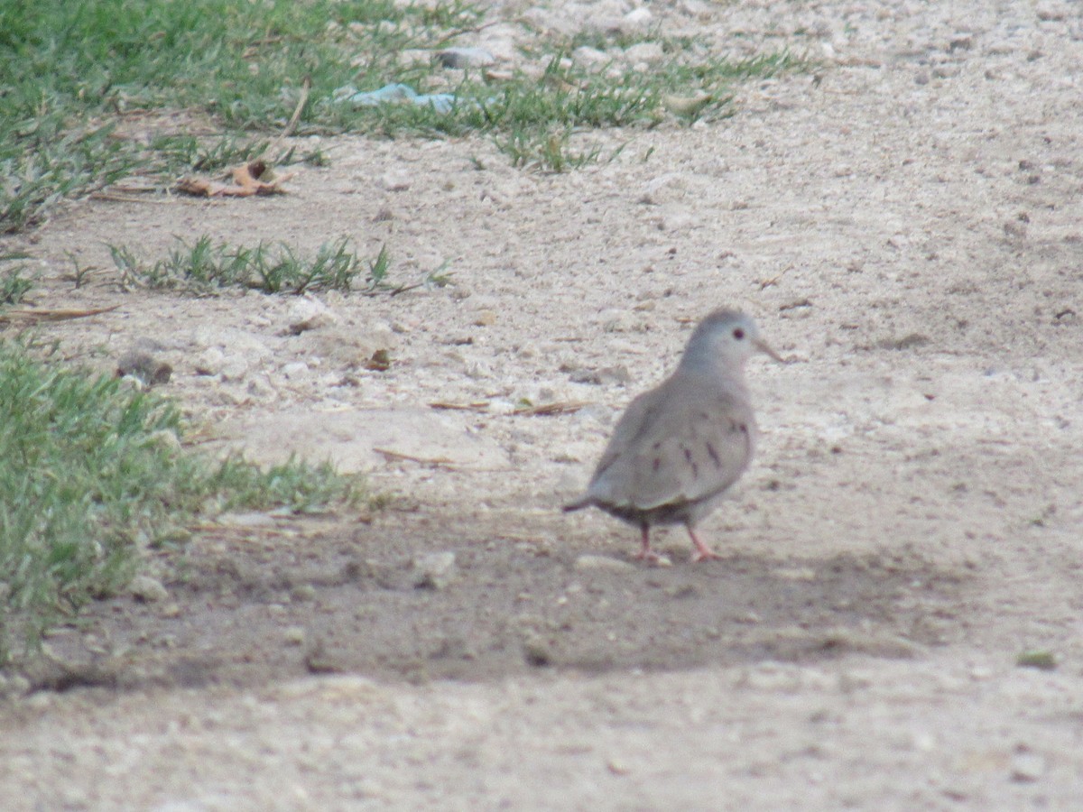 Plain-breasted Ground Dove - ML342130951