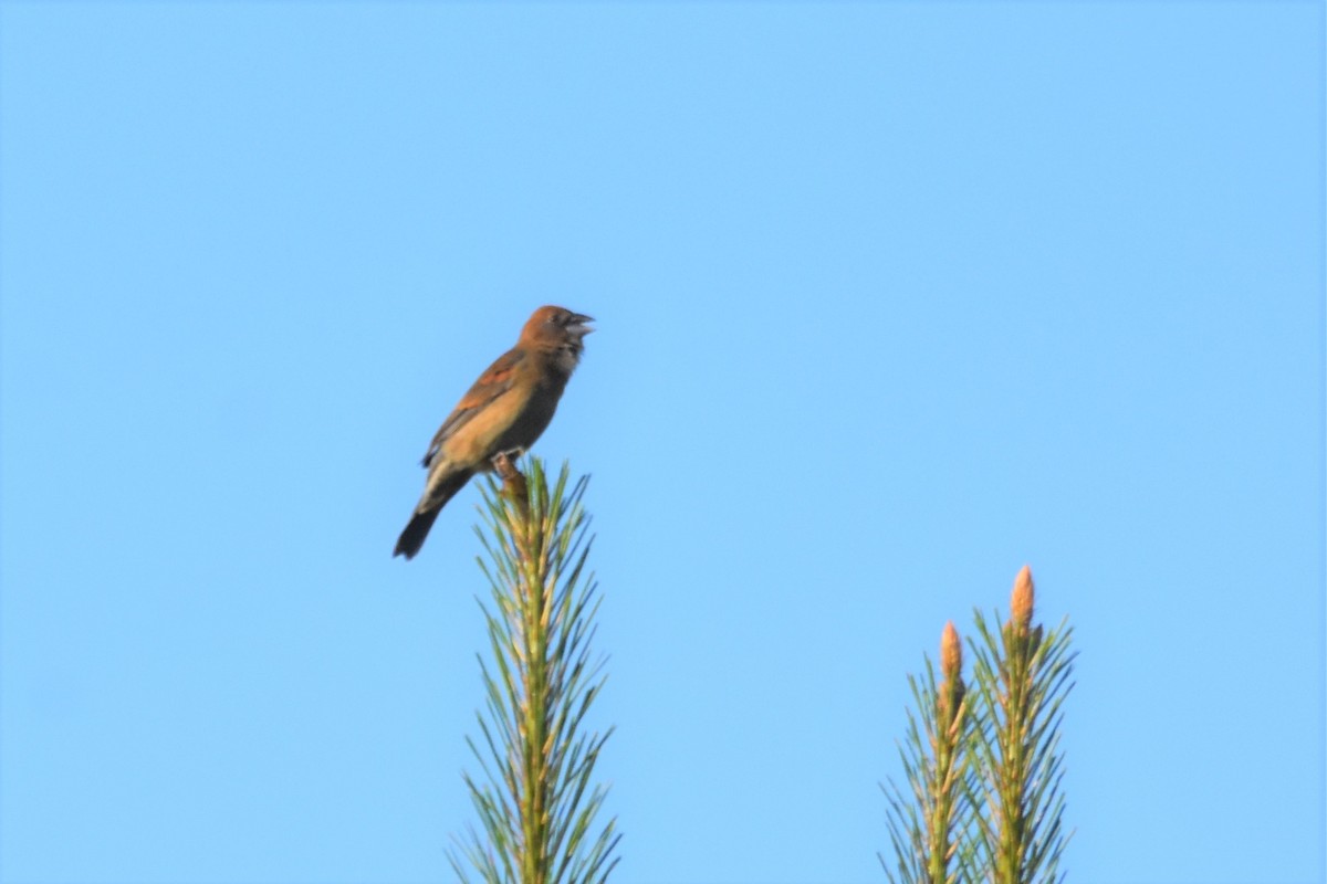 Blue Grosbeak - Cade Campbell