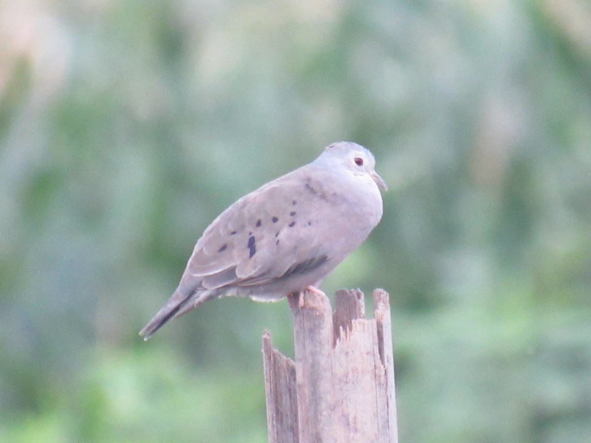 Plain-breasted Ground Dove - ML342131041