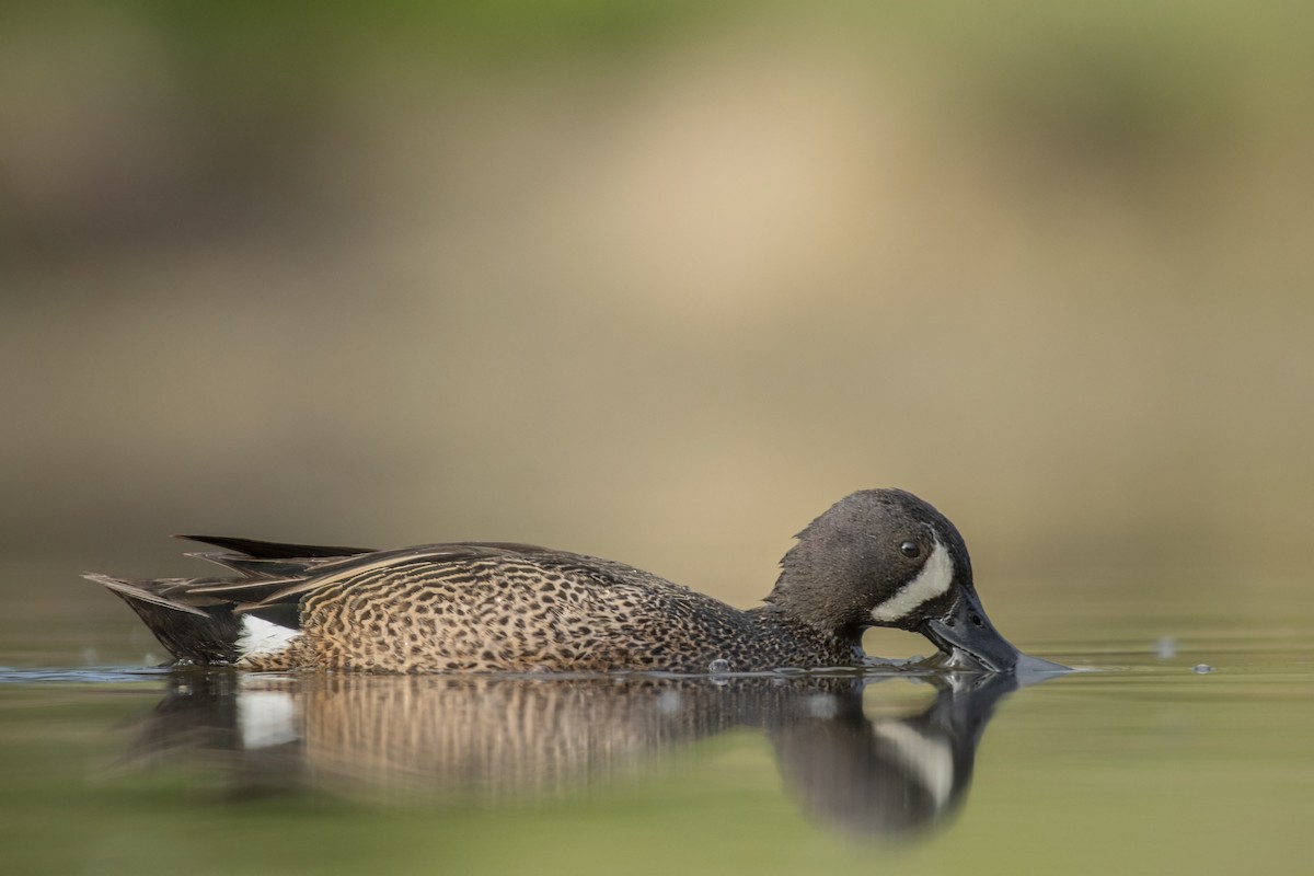 Blue-winged Teal - ML342131321
