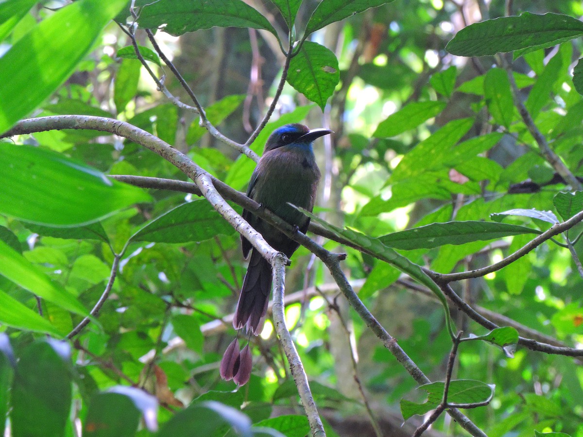 Keel-billed Motmot - ML34213261