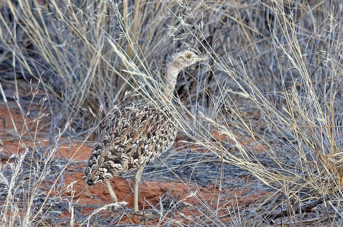 Red-crested Bustard - ML342134541