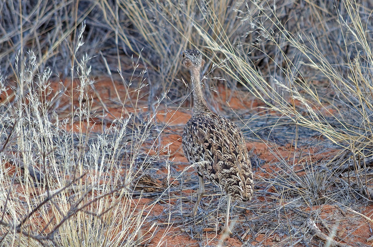 Red-crested Bustard - John Watson