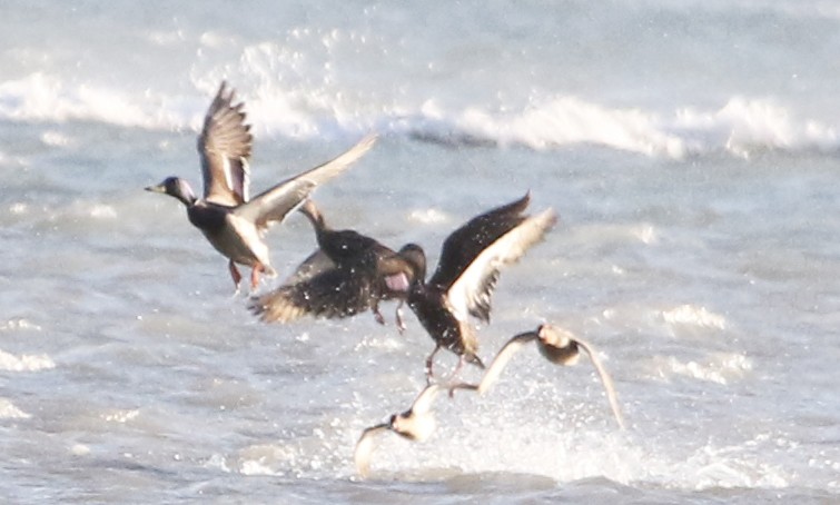 American Black Duck - ML342135641