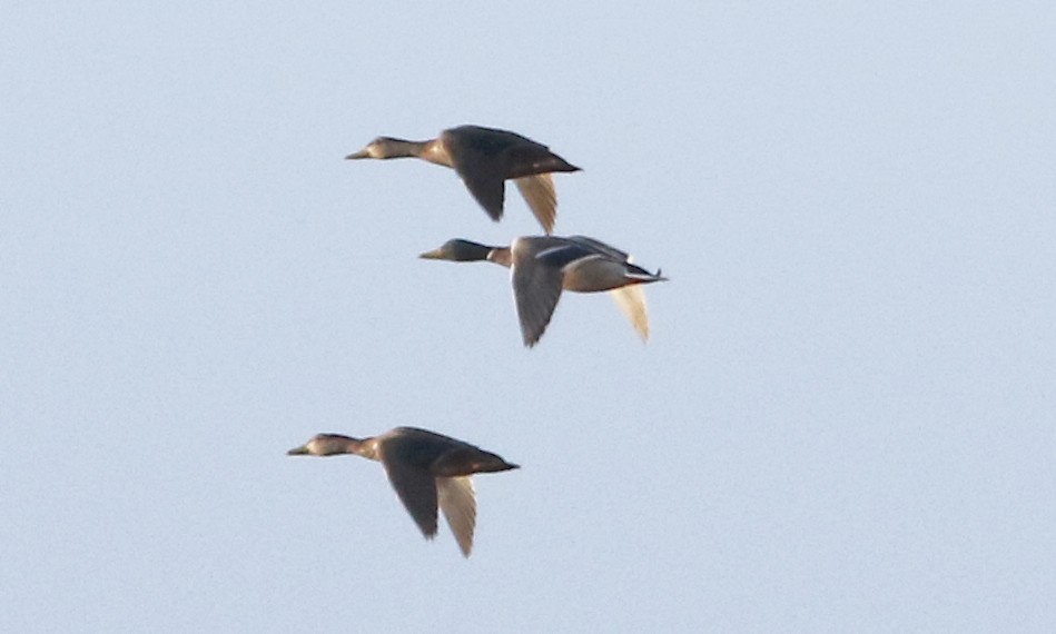 American Black Duck - ML342135651