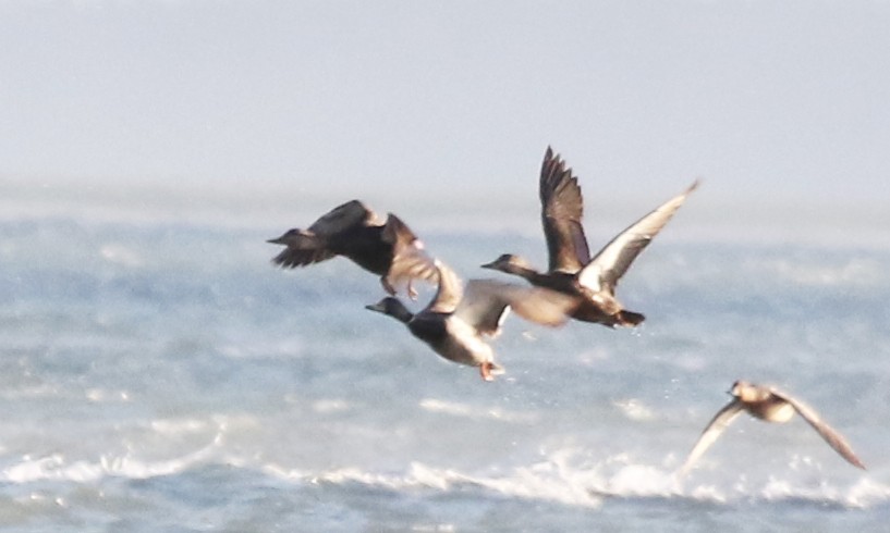 American Black Duck - ML342135661