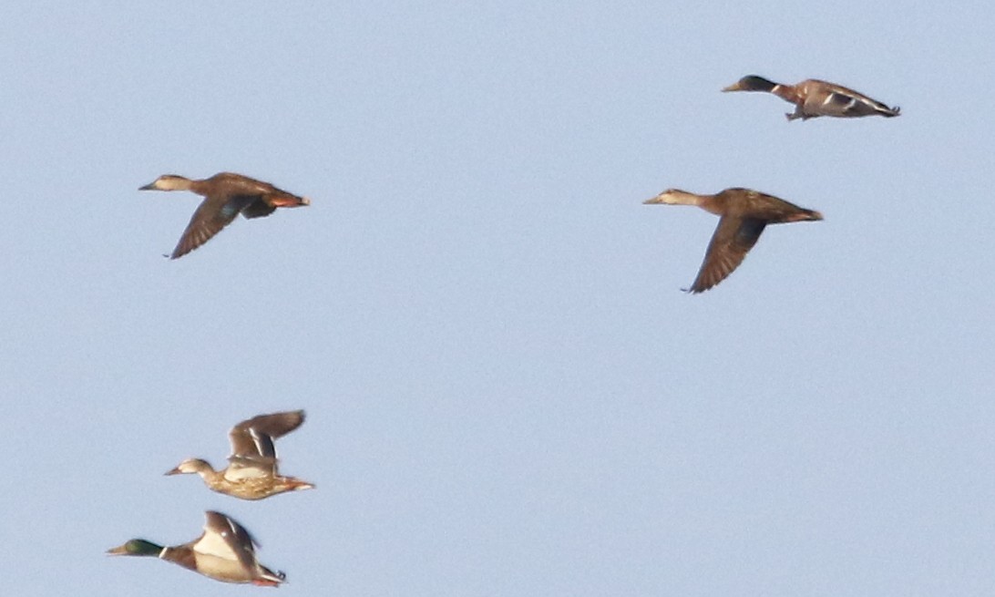 American Black Duck - ML342135681