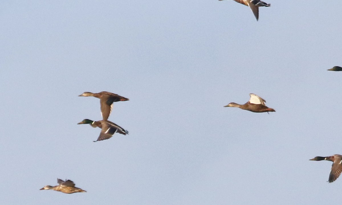 American Black Duck - ML342135701