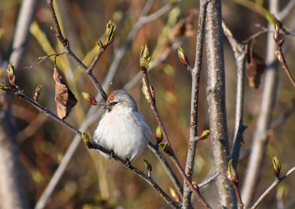 Hoary Redpoll (exilipes) - ML342136561