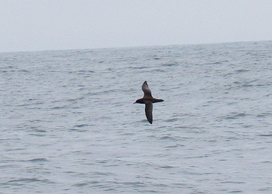 Sooty Shearwater - ML342136981