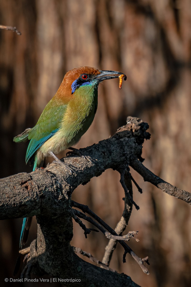 Russet-crowned Motmot - ML342137821