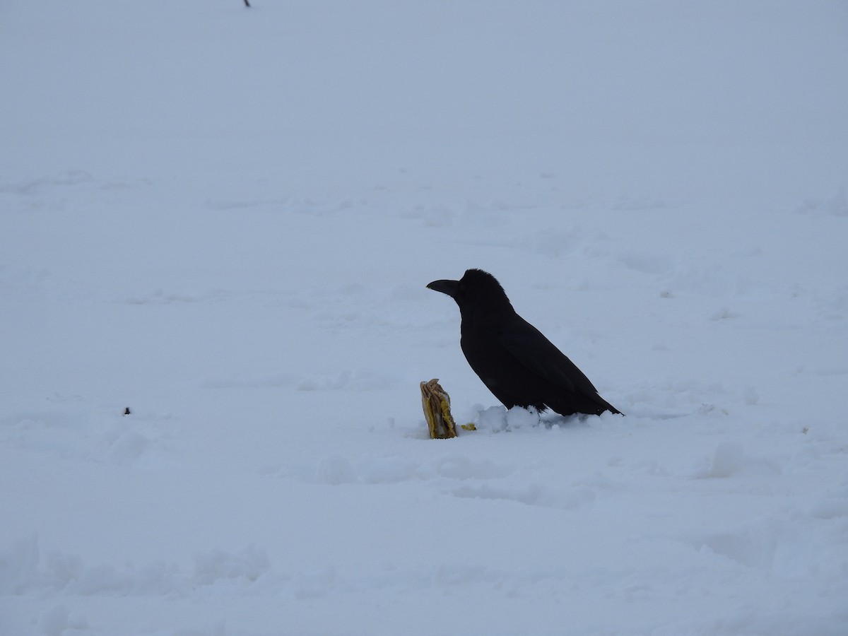 Large-billed Crow - ML342138251