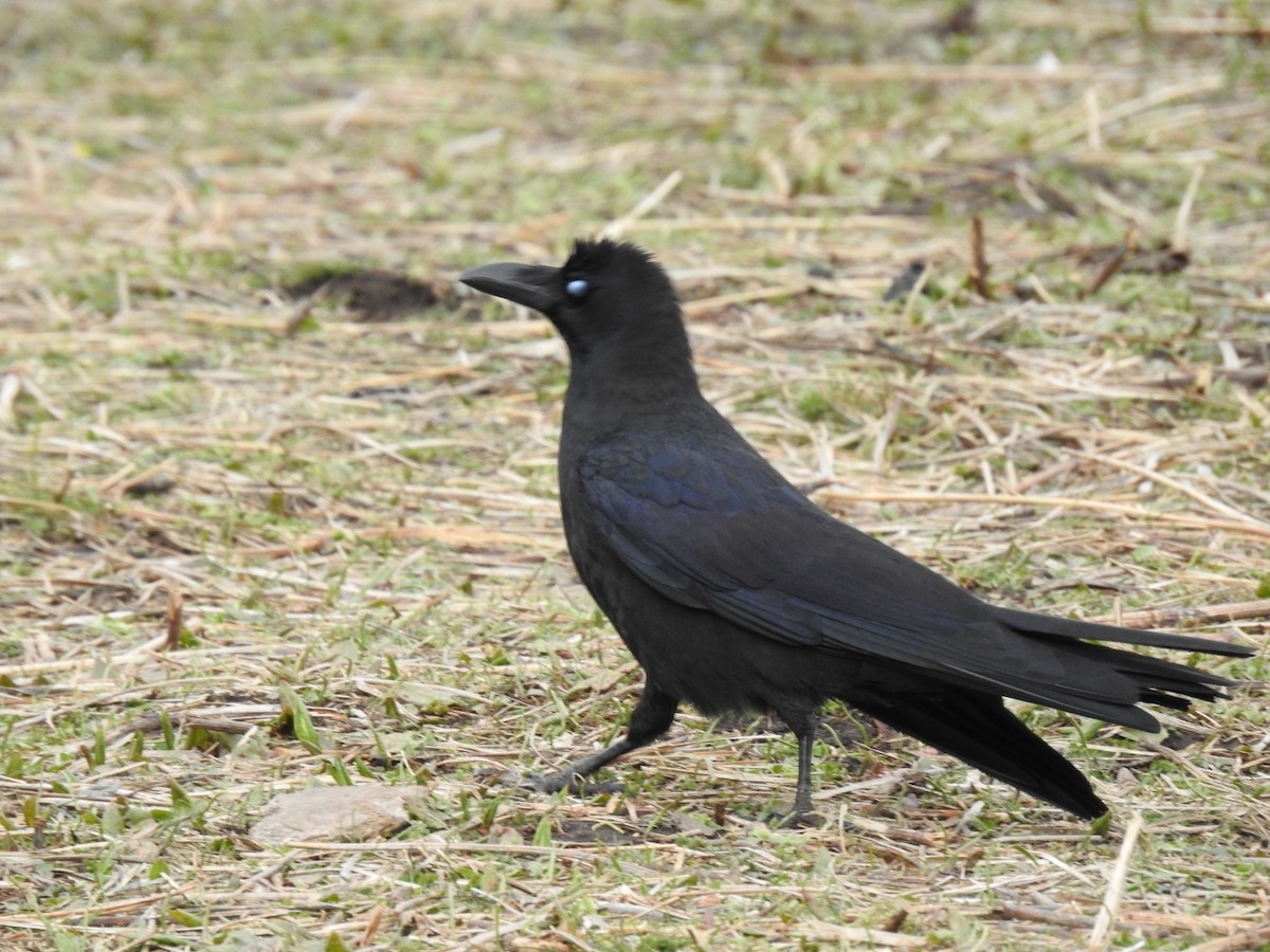 Large-billed Crow - ML342138661