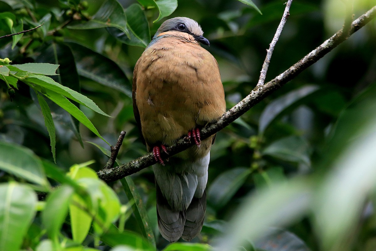 White-eared Brown-Dove (Buff-eared) - Chris Chafer