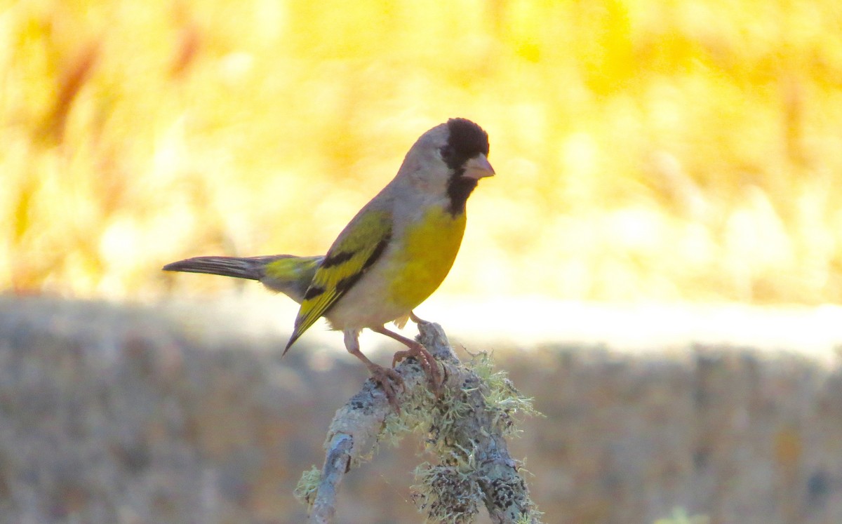 Lawrence's Goldfinch - ML342140451