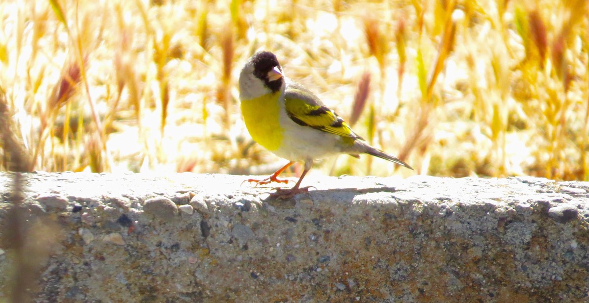 Lawrence's Goldfinch - ML342140471